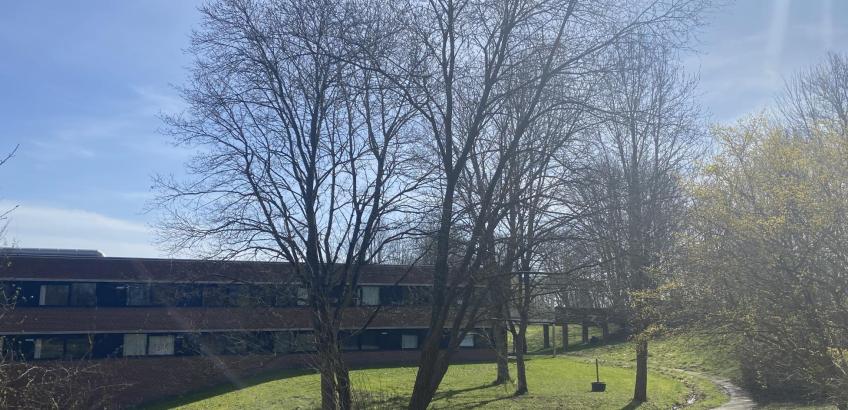 Kildebo set fra gangstien i haven